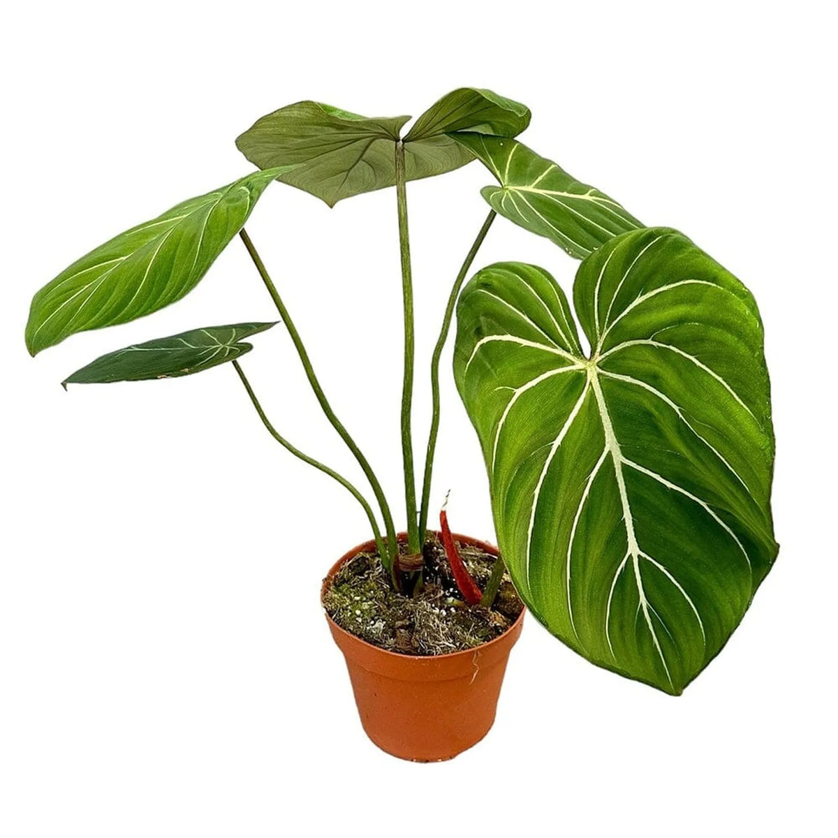 40 cm Philodendron Gloriosum House Plant 17 cm Pot