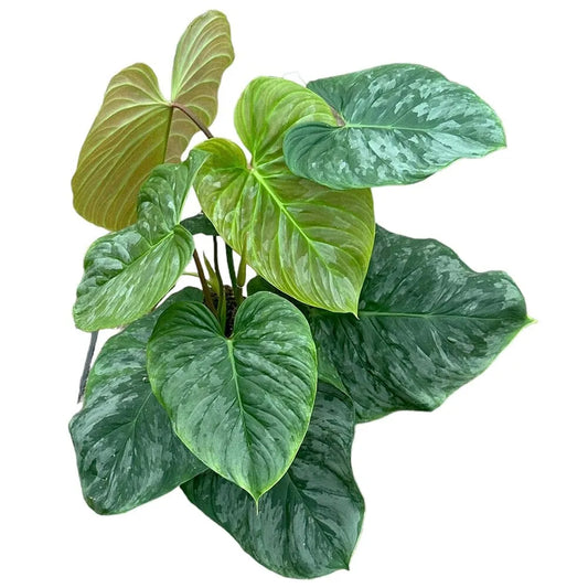 40 cm Philodendron P Majestic House Plant 17 cm Pot