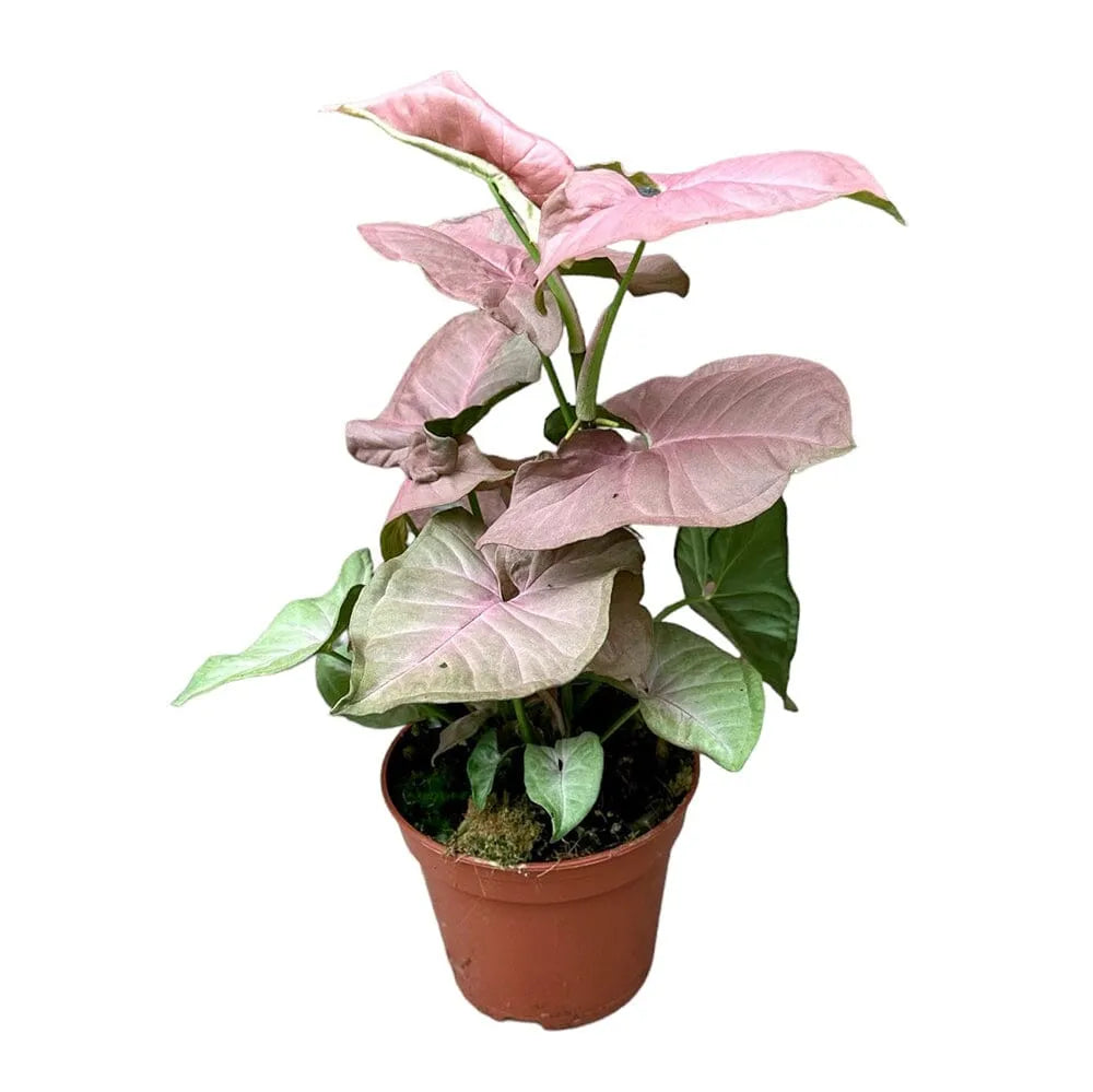 40 cm Syngonium Pink Delight House Plant 14 cm Pot