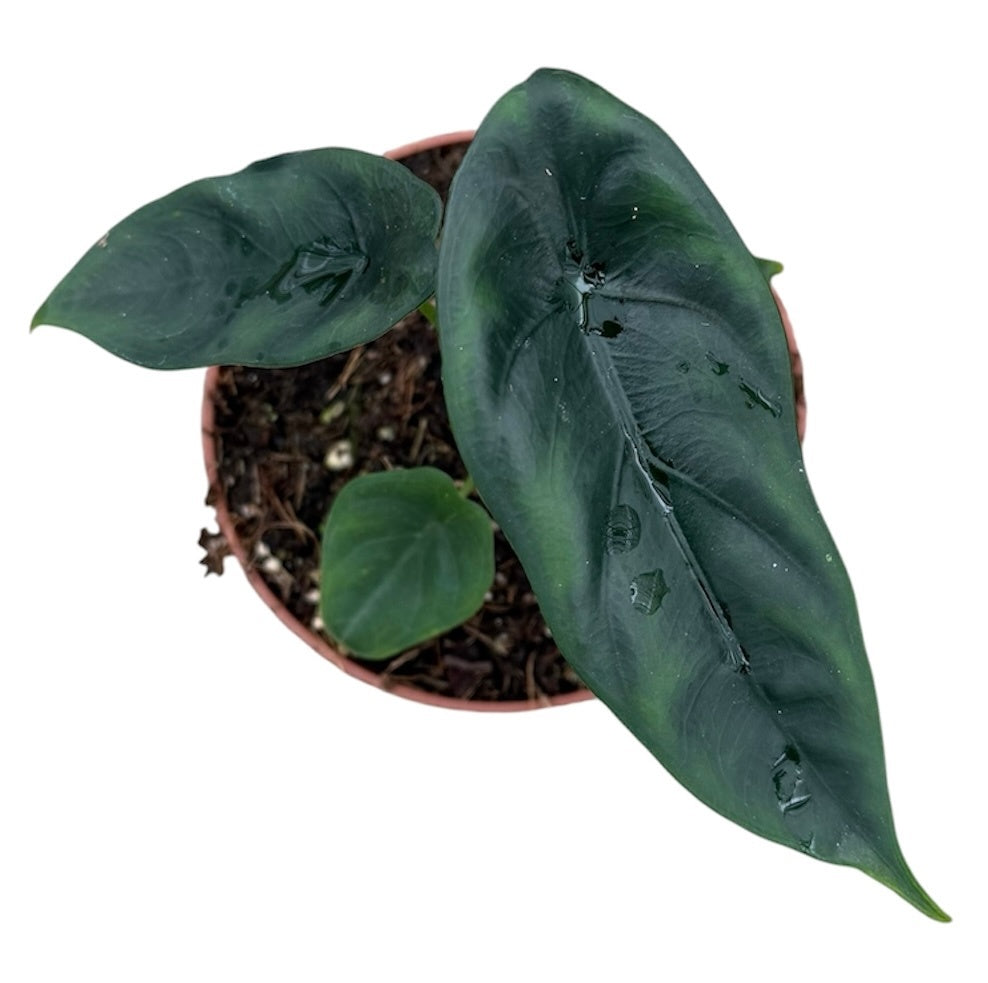 Alocasia Venusta 10.5cm Pot 15cm Height House Plant