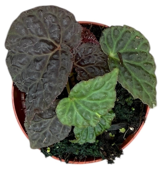 Begonia Black Mountain 8cm Pot 15cm Height House Plant