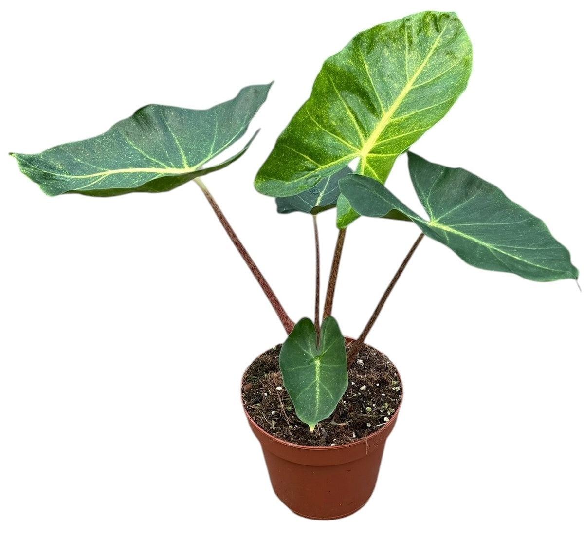 Alocasia New Guinea Gold 17cm Pot 45cm Height House Plant