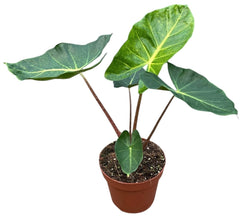 Alocasia New Guinea Gold 17cm Pot 45cm Height House Plant