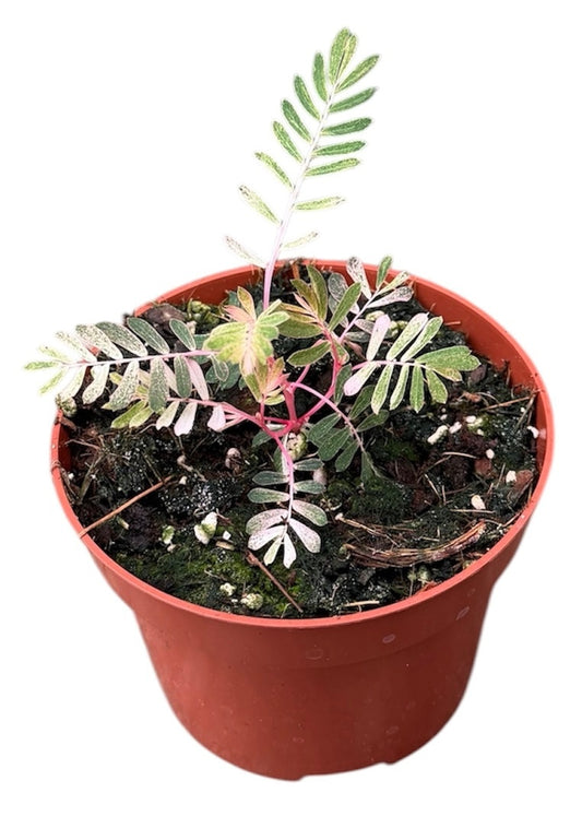 Phyllanthus Urinaria Albo Variegata 10.5cm Pot 10cm Height House Plant