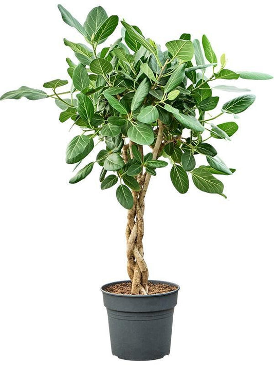 145 - 155cm Ficus Benghalensis Audrey Rubber Plant Fig 34cm Pot House Plant