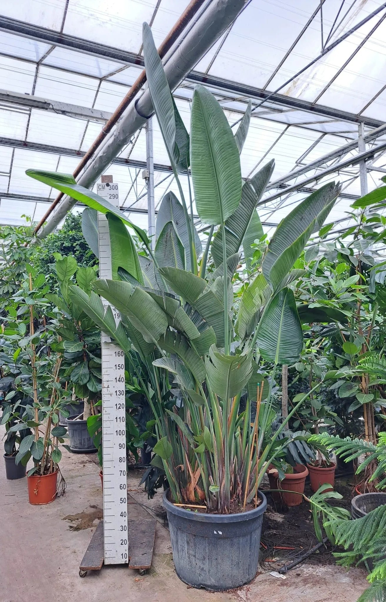 440 - 460cm XXL Strelitzia Nicolai 75cm Pot House Plant