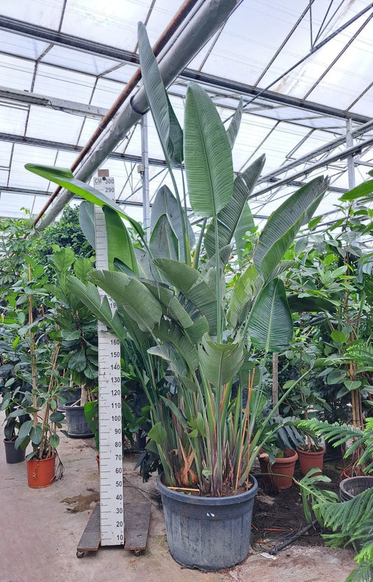 440 - 460cm XXL Strelitzia Nicolai 75cm Pot House Plant