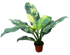 Dieffenbachia Big Ben Variegata House Plant 17cm Pot
