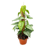 45 - 55cm Monstera Siltepecana on Mosspole 17cm Pot House Plant