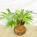45 - 55cm Philodendron Mayoi 19cm Pot House Plant House Plant