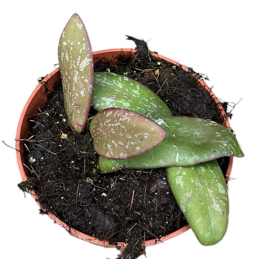 Hoya Sigillatis Silver 10.5cm Pot 10cm Height House Plant