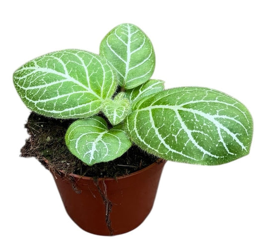 Michaelmoelleria Sp Vietnam 8cm Pot 15cm Height House Plant