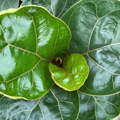 45 - 55cm Bambino Ficus Lyrata House Plant 21cm Pot