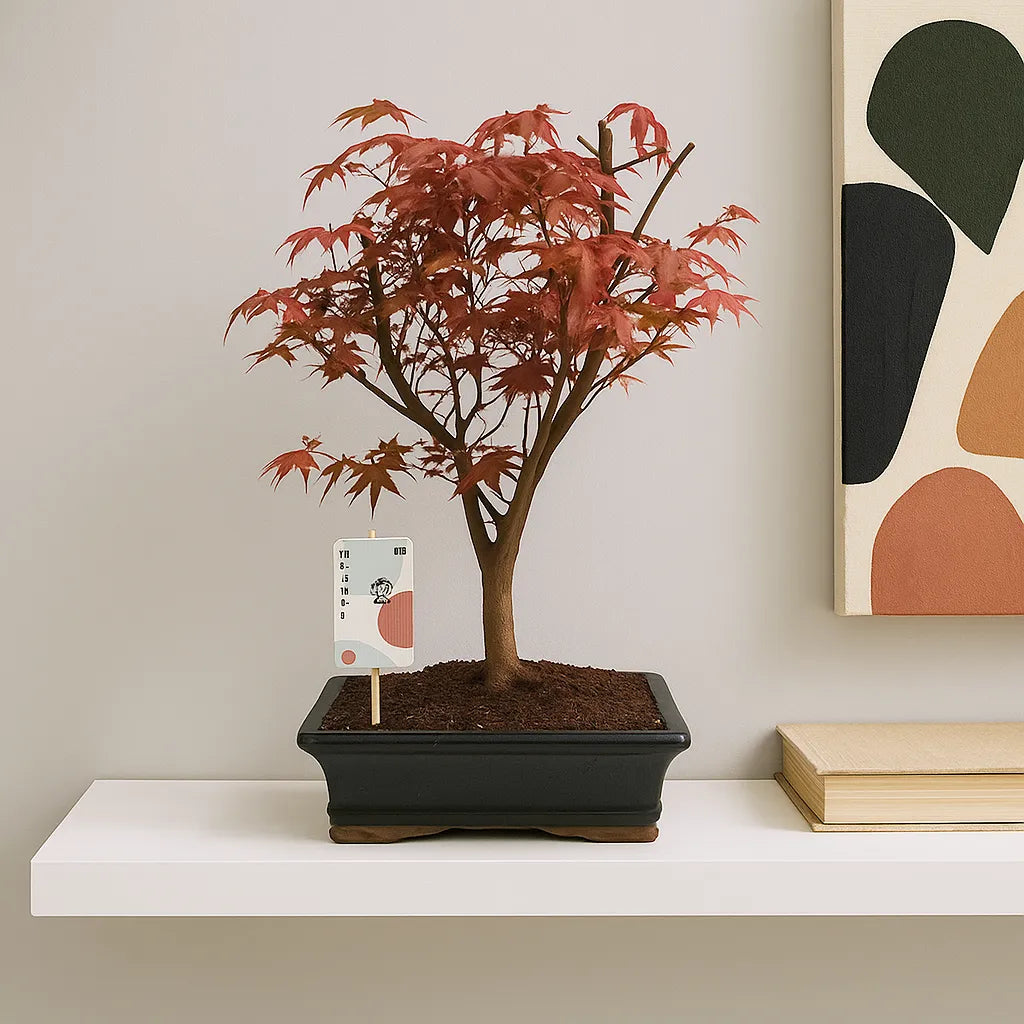 45 - 55cm Bonsai Acer Palmatum Deshojo Tree 25cm Ceramic Pot House Plant