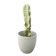 45 - 55cm Euphorbia Marmorata 17cm Pot House Plant