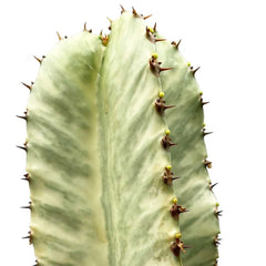 45 - 55cm Euphorbia Marmorata 17cm Pot House Plant