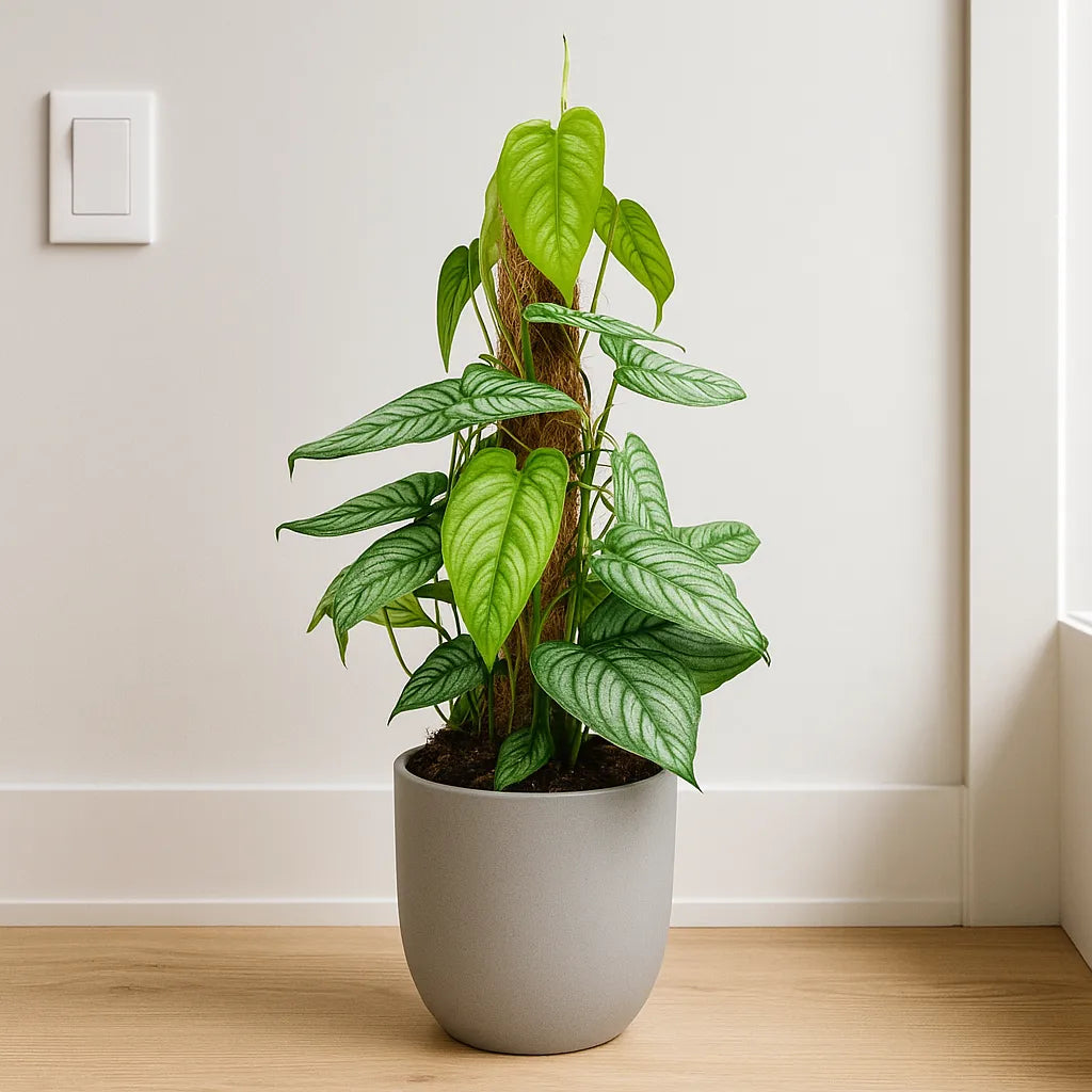 45 - 55cm Monstera Siltepecana on Mosspole 17cm Pot House Plant