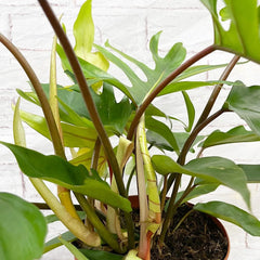 45 - 55cm Philodendron Mayoi 19cm Pot House Plant