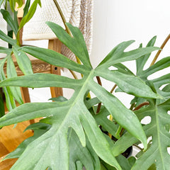 45 - 55cm Philodendron Mayoi 19cm Pot House Plant
