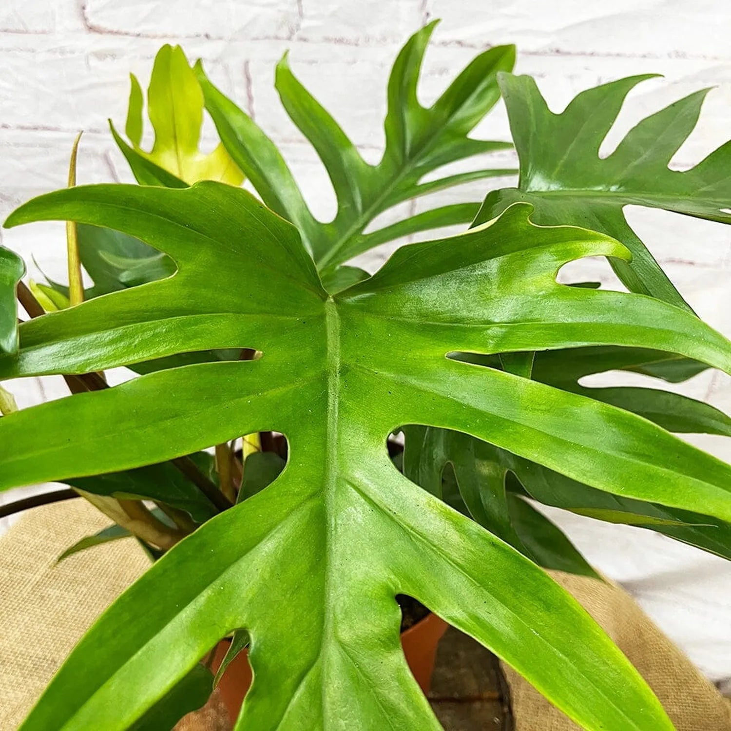 45 - 55cm Philodendron Mayoi 19cm Pot House Plant