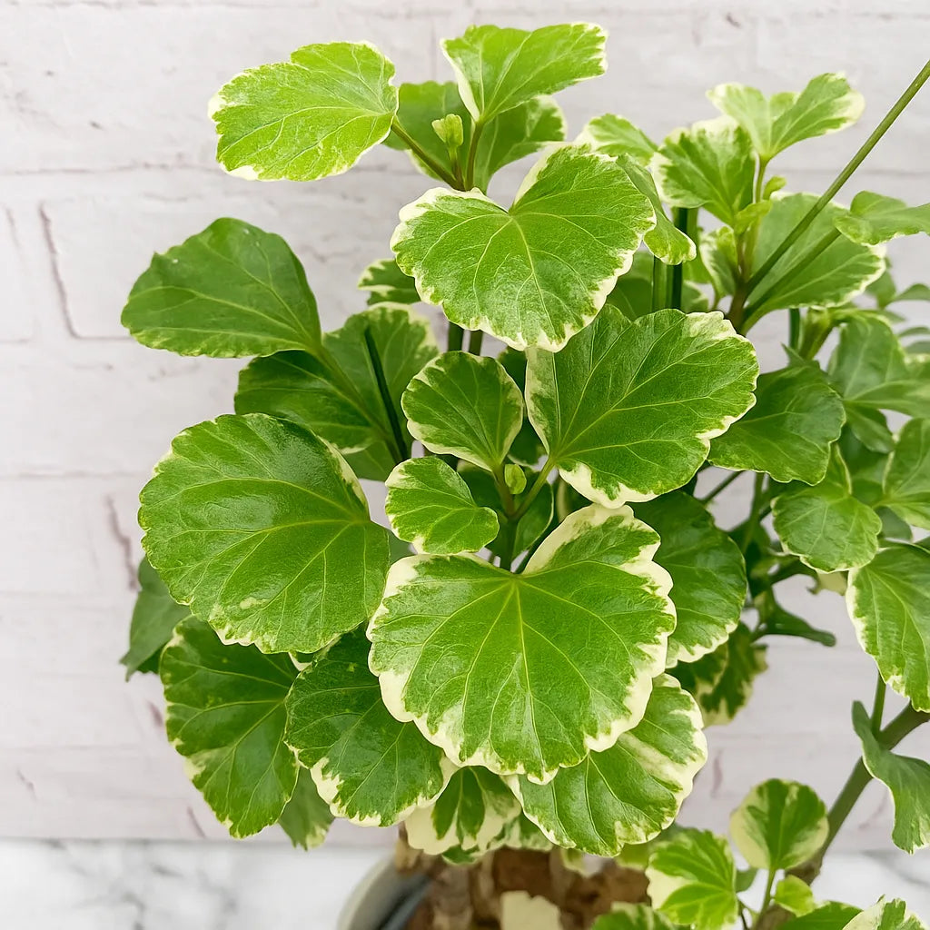 45 - 55cm Polyscias Balfouriana Plant 17cm Pot House Plant