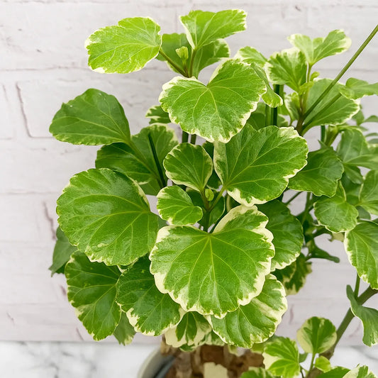 45 - 55cm Polyscias Balfouriana Plant 17cm Pot House Plant