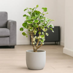 45 - 55cm Polyscias Balfouriana Plant 17cm Pot House Plant