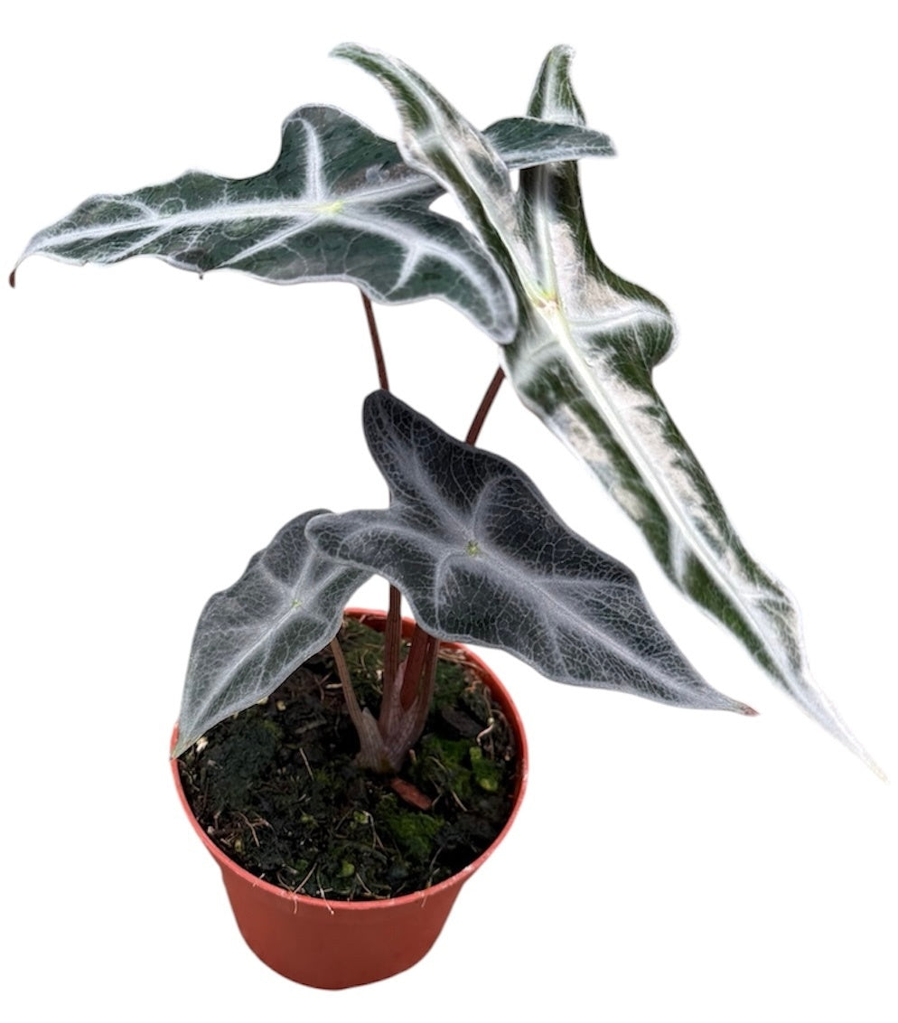 Alocasia Nobilis 8cm Pot 10cm Height House Plant
