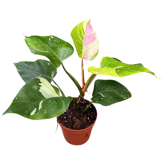30 - 40cm Tricolour Philodendron Fresh Aurea 17cm Pot House Plant