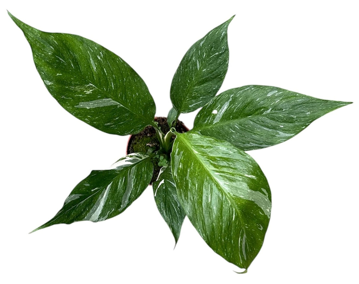 Spathiphyllum Diamond 10.5cm Pot 20cm Height House Plant