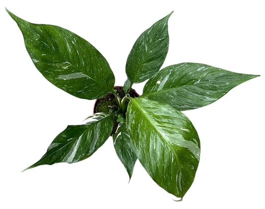 Spathiphyllum Diamond 10.5cm Pot 20cm Height House Plant