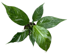 Spathiphyllum Diamond 10.5cm Pot 20cm Height House Plant