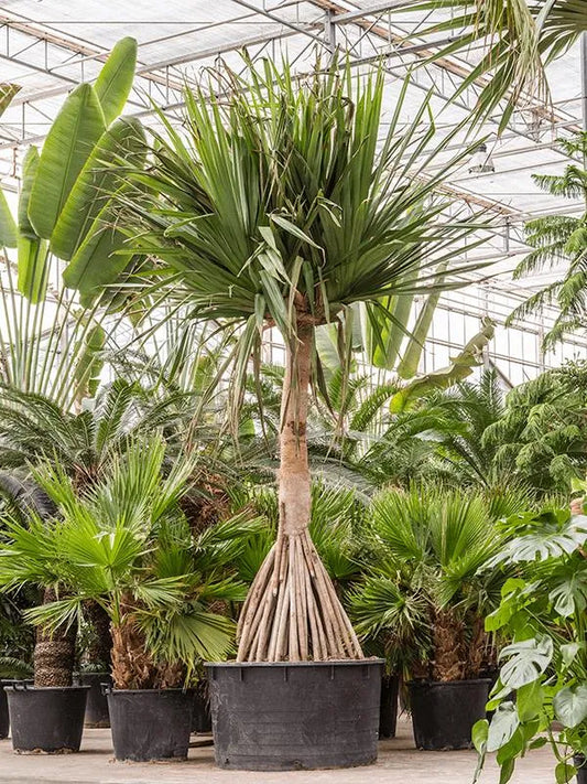 475 - 500cm Pandanus Utilis 110cm XXL Pot House Plant