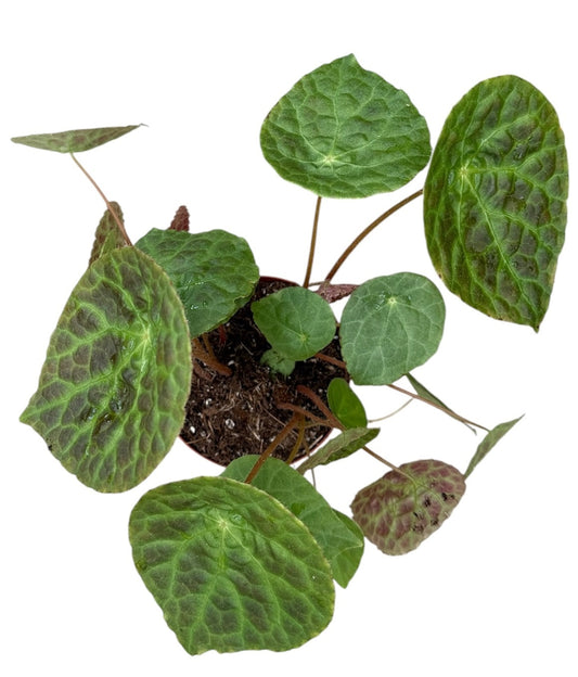Begonia Phuthoensis 14cm Pot 15cm Height House Plant