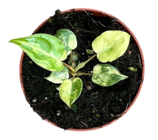 5 - 8cm Variegated Philodendron Billietiae Variegata House Plant 8cm Pot