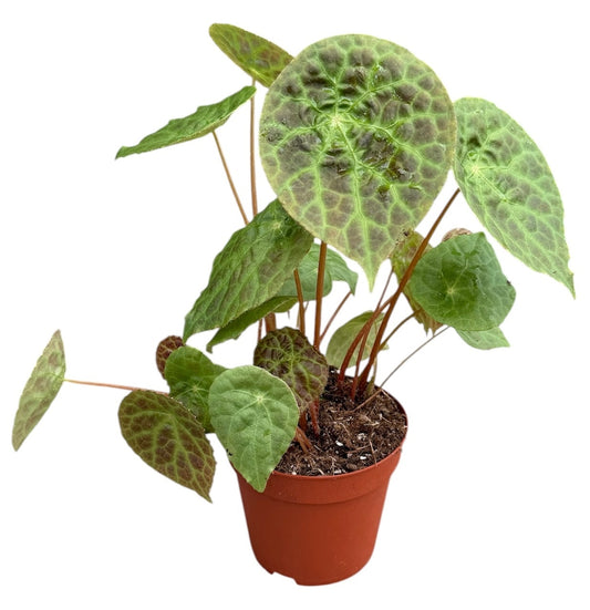 Begonia Phuthoensis 14cm Pot 15cm Height House Plant