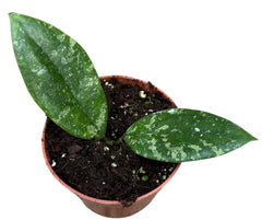 Hoya aff Vitellina 10.5cm Pot 15cm Height House Plant