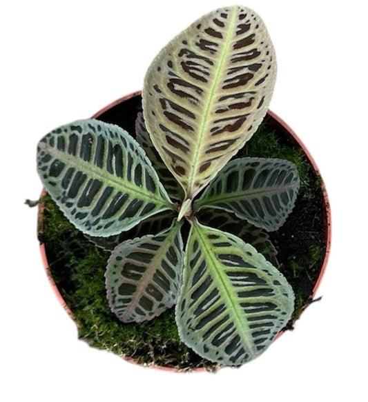Labisia Houseplants – Plants For All Seasons
