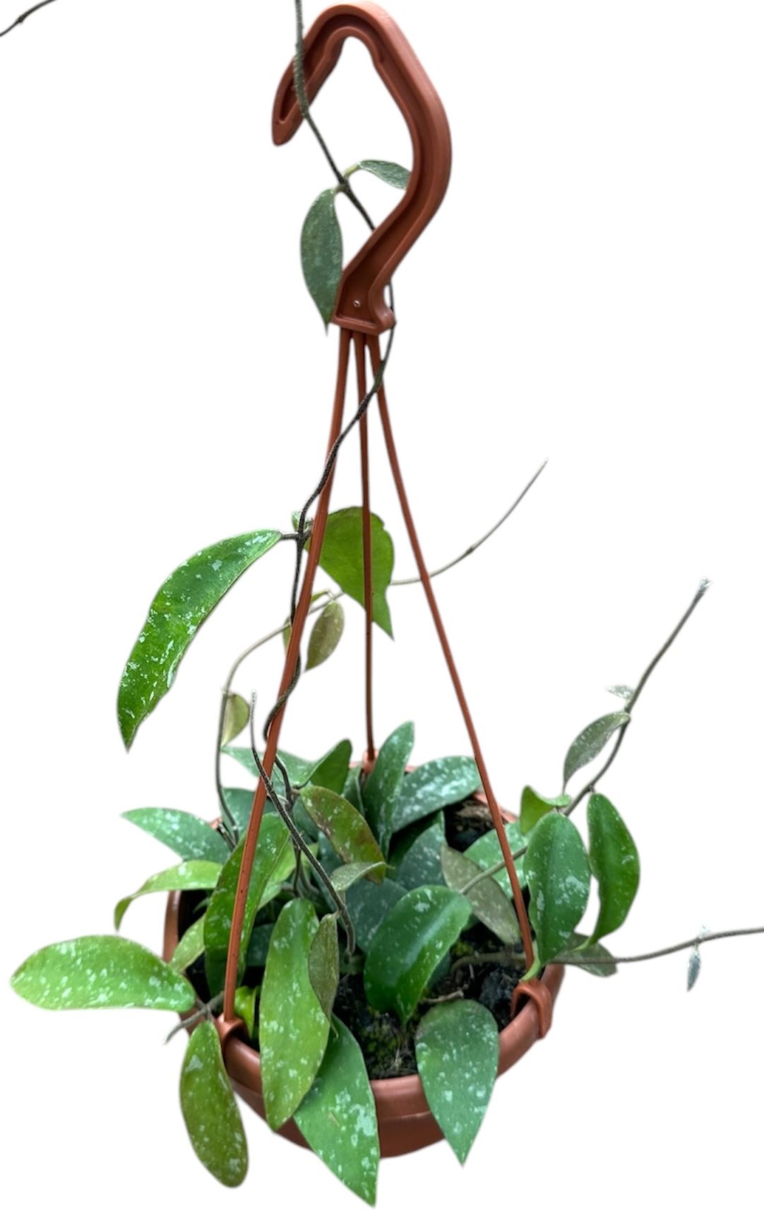25 - 35cm Hoya Phuwuaensis House Plant 14cm Hanging Pot