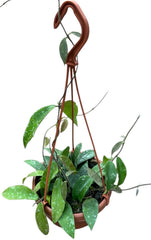 25 - 35cm Hoya Phuwuaensis House Plant 14cm Hanging Pot