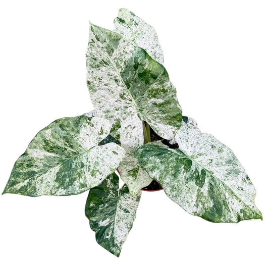 Alocasia Odora Variegata Batik 17cm Pot 45cm Height House Plant