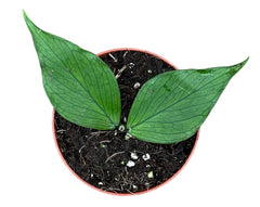 Hoya Polyneura 8cm Pot 10cm Height House Plant