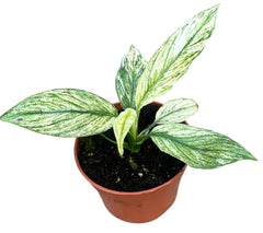 Spathiphyllum Sensation Variegata 10.5cm Pot 15cm Height House Plant