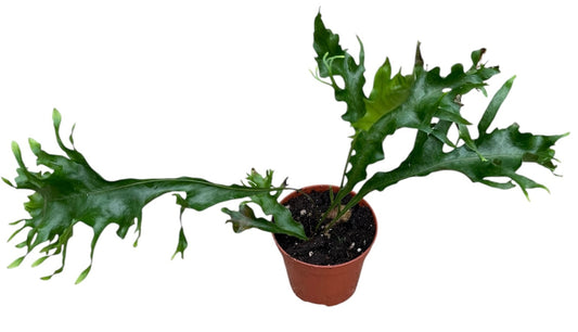 Drynaria Quercifolia Poonsak House Plants 8cm Pot
