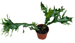 Drynaria Quercifolia Poonsak House Plants 8cm Pot