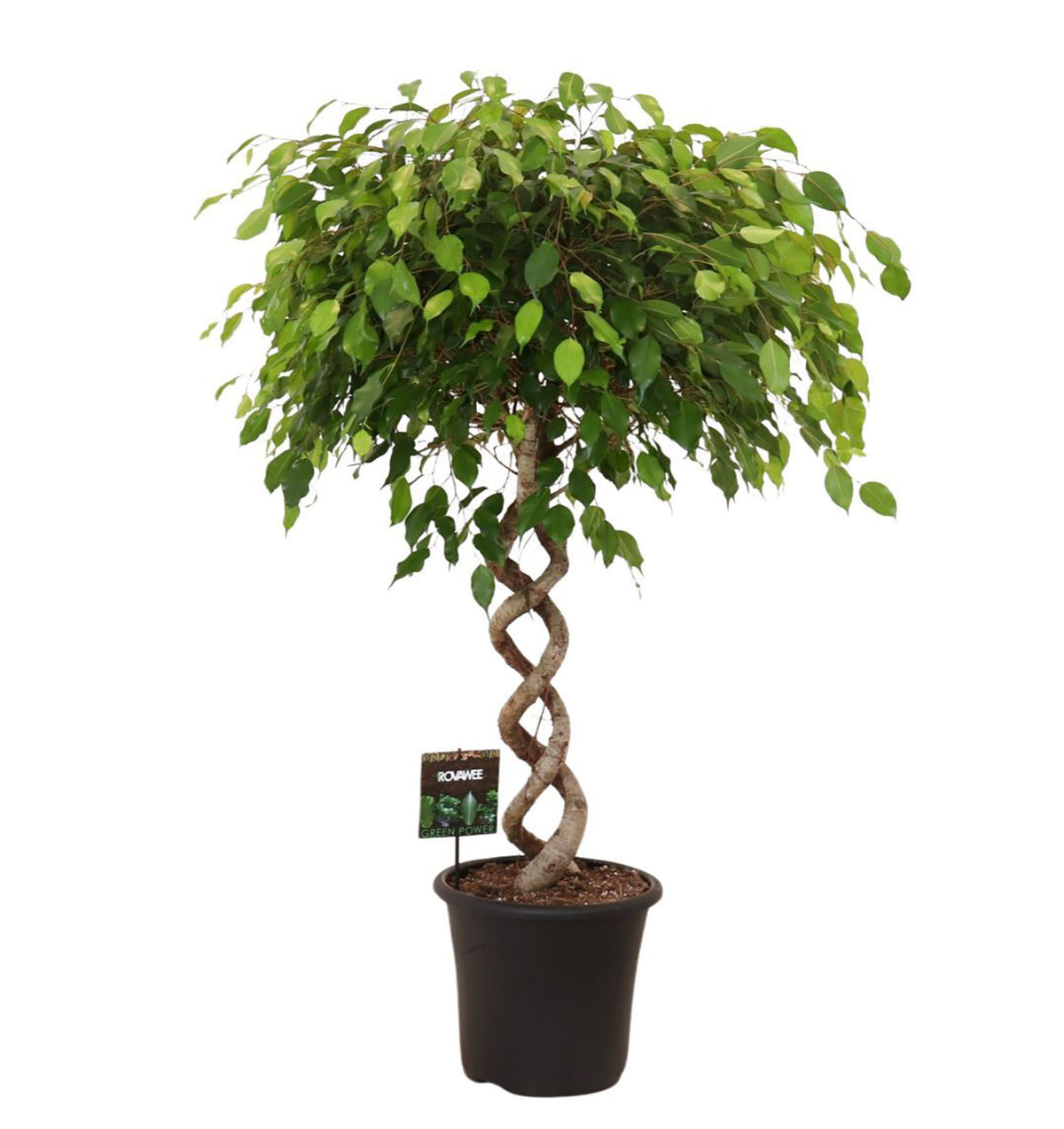 135 - 145cm Ficus Exotica Spiral Rubber Plant Fig 32cm Pot House Plant