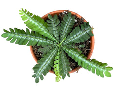 Biophytum Zenkeri 8cm Pot 15cm Height House Plant