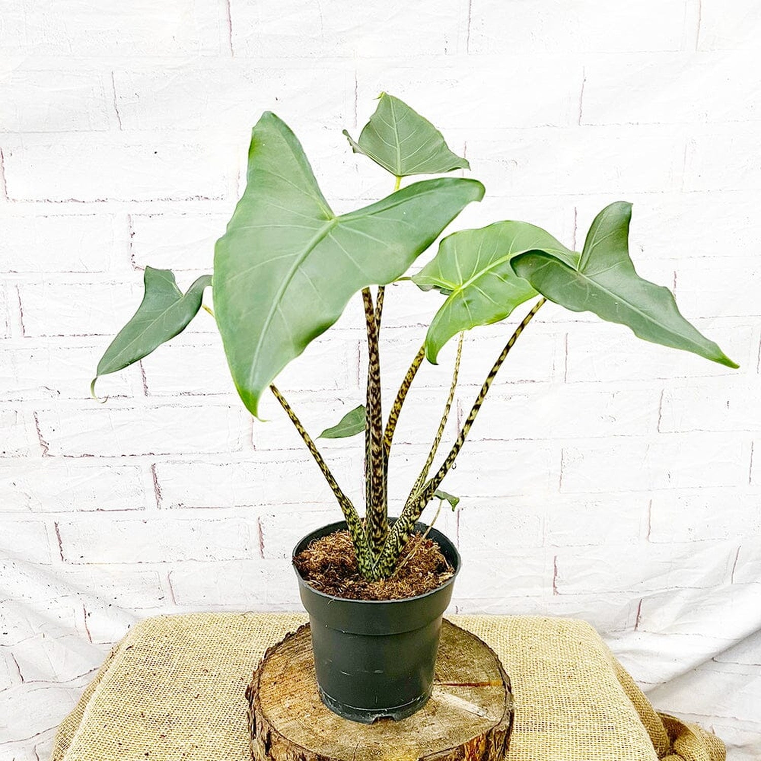 50 - 60cm Alocasia Siberian Tiger Elephant Ear 17cm Pot House Plant House Plant