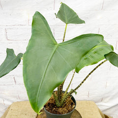 50 - 60cm Alocasia Siberian Tiger Elephant Ear 17cm Pot House Plant House Plant