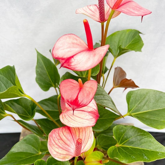 50 - 60cm Anthurium Hot Lips 17cm Pot House Plant 